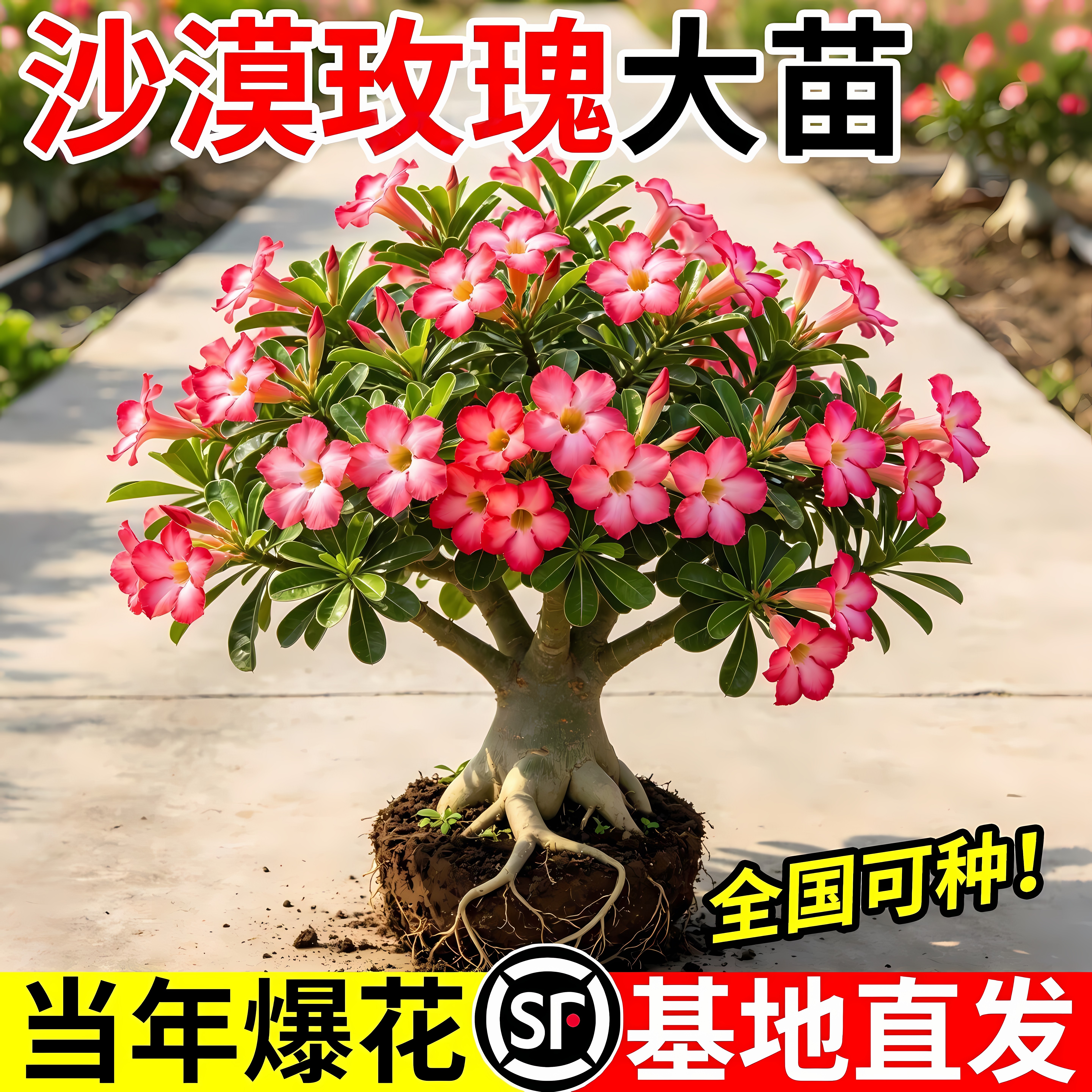 Новый продукт - двухцветные крупноцветковые ароматные суккуленты desert rose в горшках, комнатные четырехсезонные цветы, которые легко выращивать ленивым людям