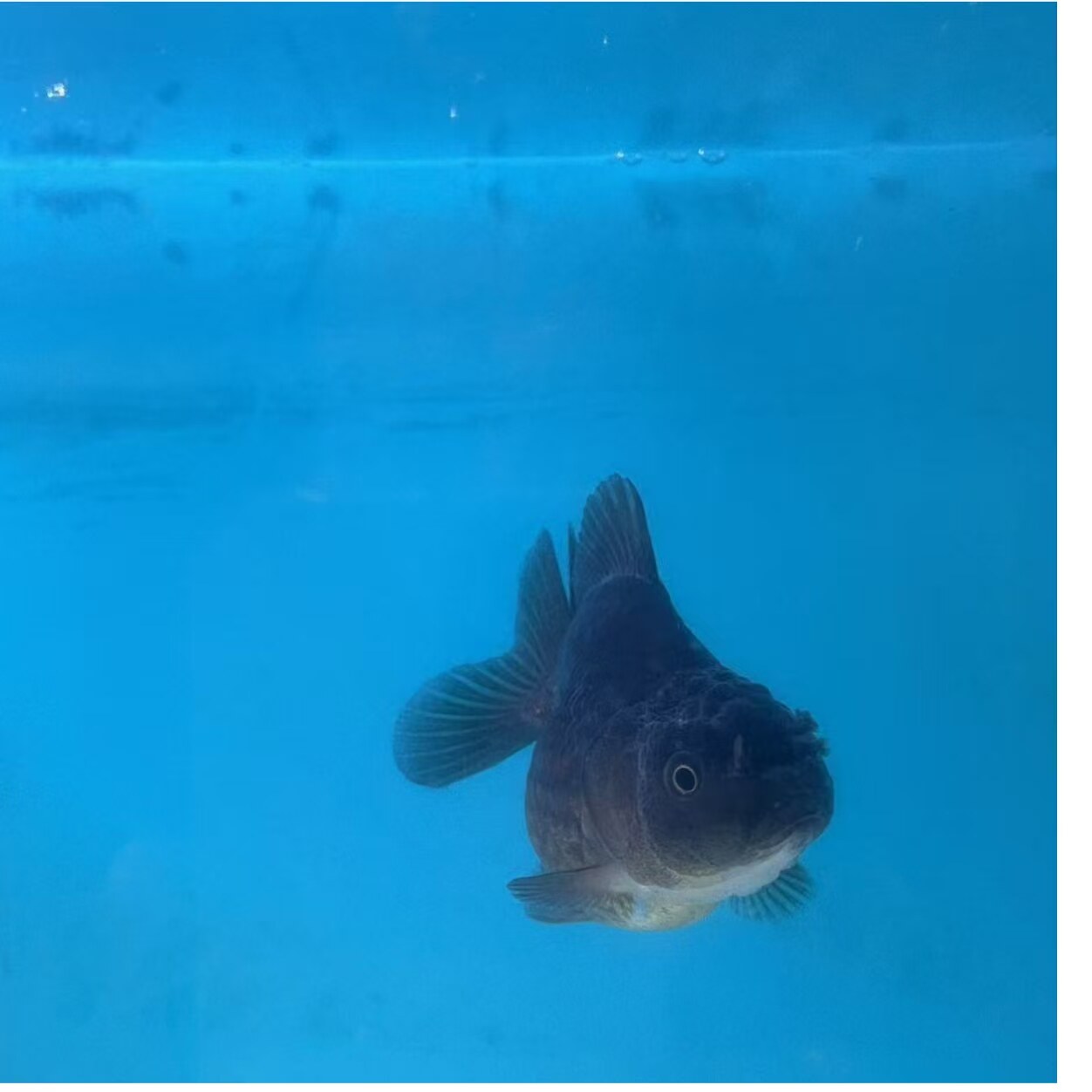 Бутик-магазин холодноводных декоративных рыб Mary Thai lion, мелкая живая рыба, саженцы пресноводных рыб, хорошее разведение, живучесть, удачливая декоративная рыба