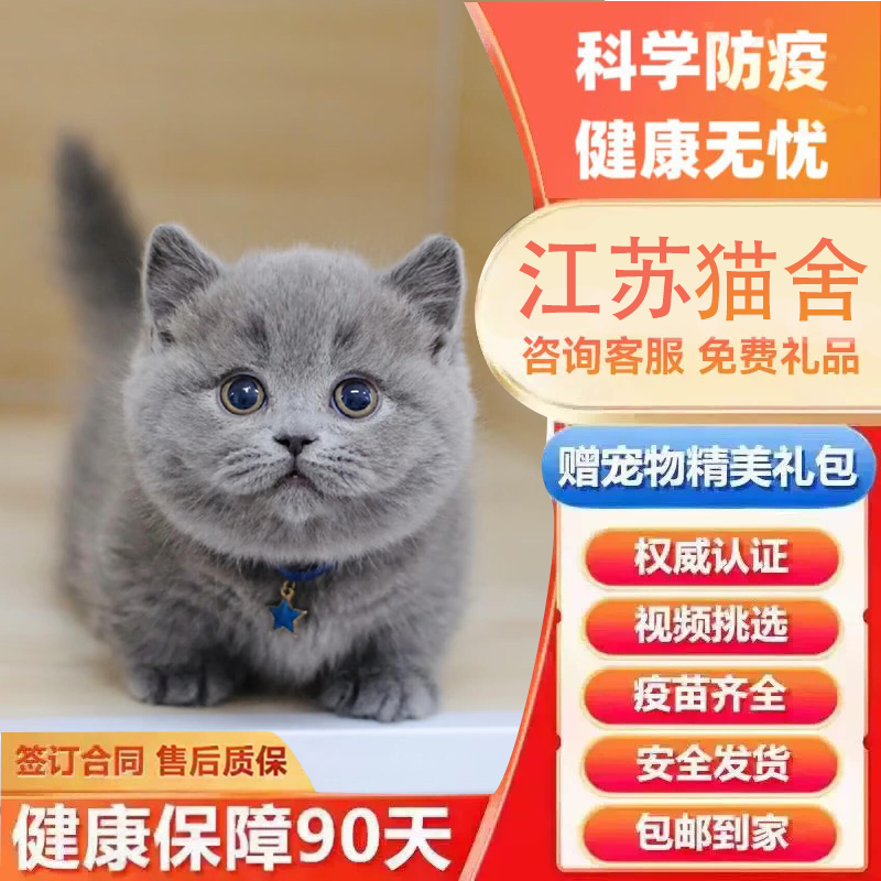 【Питомник кошек Цзянсу】 Голубая кошка, британский короткошерстный котенок, серебристый градиентный кот, живое животное, чистокровный американский короткошерстный кот, британская короткошерстная кошка