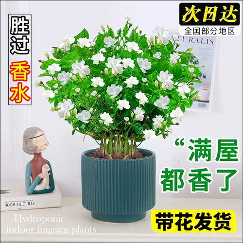 Сильные ладанные жасминовые саженцы с цветочными почками старые кучи четыре сезона расцветают джиули саженцы.