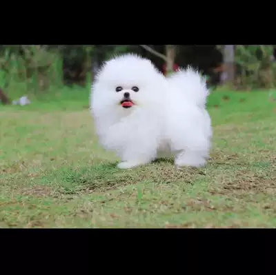 熊比犬 新人首单立减十元 21年10月 淘宝海外