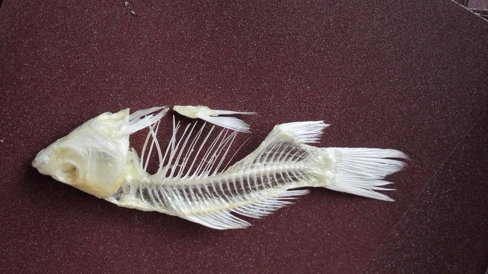 羊头骨标本 新人首单优惠推荐 21年6月 淘宝海外