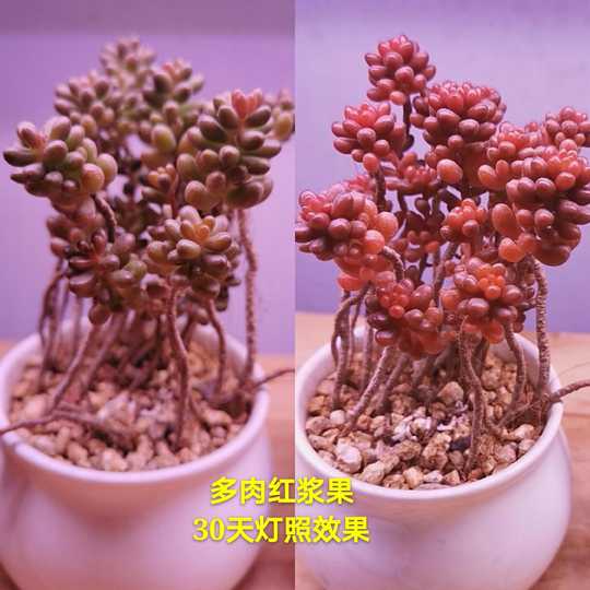 多肉植物灯补光灯规格 多肉植物灯补光灯价格 多肉植物灯补光灯种类 品牌 淘宝海外