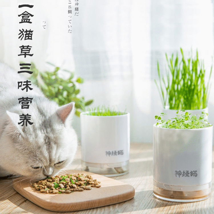 猫薄荷种子包邮 新人首单优惠推荐 21年6月 淘宝海外 猫薄荷种子包邮 新人首单优惠推荐 21年6月 淘宝海外