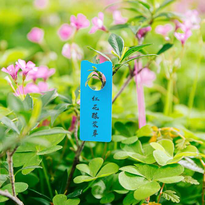 西瓜花授粉 新人首单优惠推荐 21年3月 淘宝海外