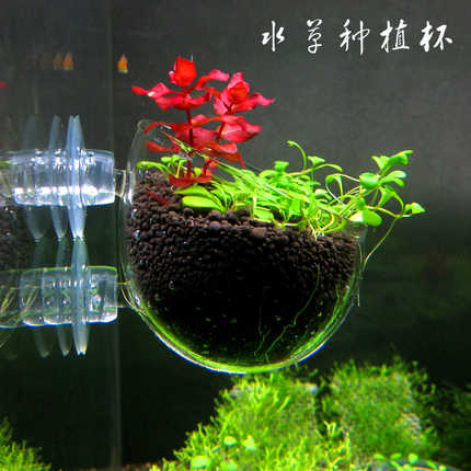 水草花盆玻璃双十一性价比高品牌选购推荐 淘宝海外 水草花盆玻璃双十一性价比高品牌选购推荐 淘宝海外