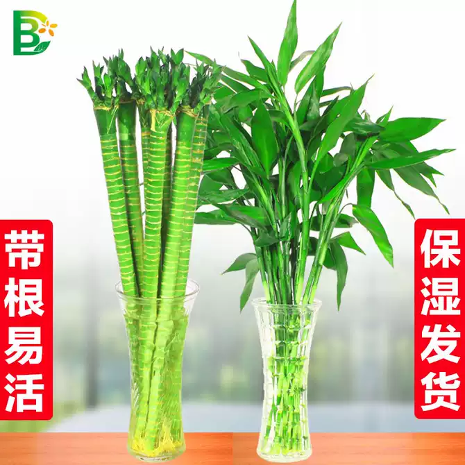 转运竹开运竹富贵竹 新人首单优惠推荐 21年3月 淘宝海外