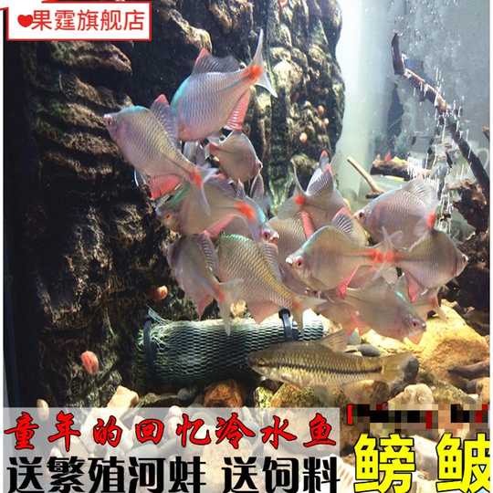 鳑鱼价格 鳑鱼种类 鳑鱼图片 品种 淘宝海外