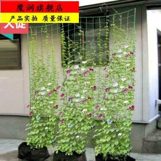 花支柱价格 花支柱种植 花支柱图片 工程 淘宝海外 花支柱价格 花支柱种植 花支柱图片 工程 淘宝海外