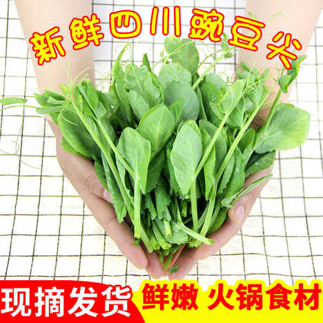 豆苗菜新鮮蔬菜 新人首單優惠推薦 淘寶海外