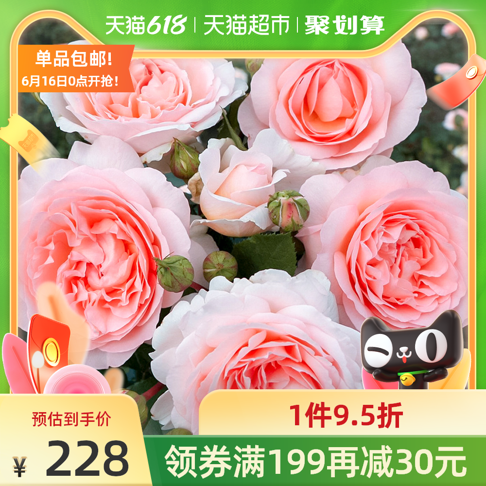 花卉盆栽玫瑰花推荐品牌 新人首单立减十元 21年6月 淘宝海外 花卉盆栽玫瑰花推荐品牌 新人首单立减十元 21年6月 淘宝海外