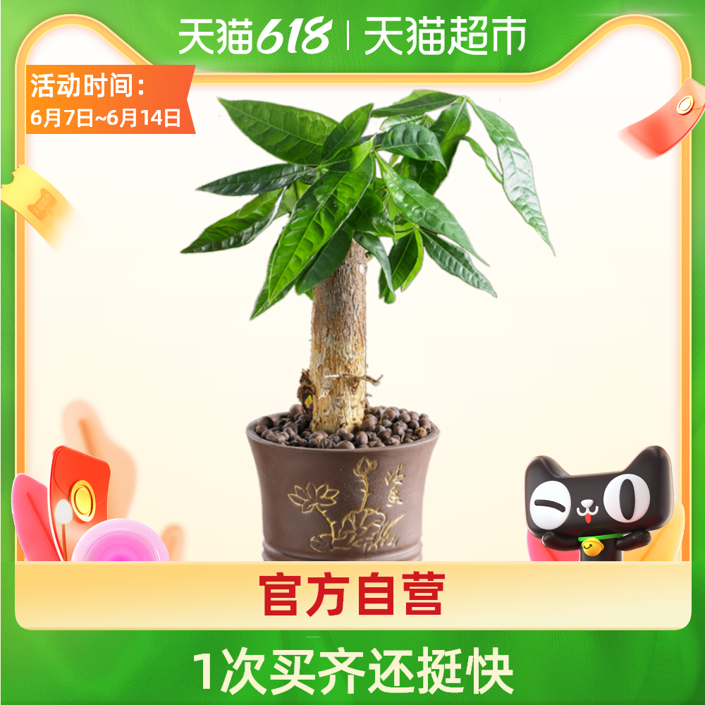 组合盆栽设计 新人首单优惠推荐 21年6月 淘宝海外 组合盆栽设计 新人首单优惠推荐 21年6月 淘宝海外