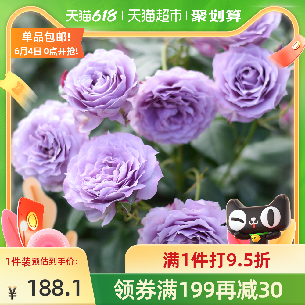 切花月季花苗 新人首單優惠推薦 21年6月 淘寶海外 切花月季花苗 新人首單優惠推薦 21年6月 淘寶海外