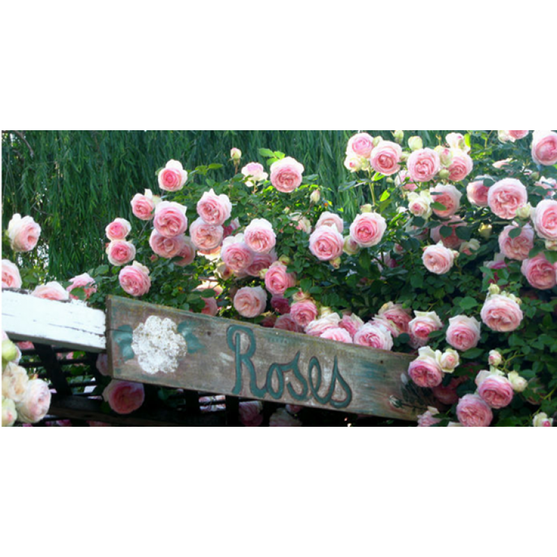 粉薔薇花苗 新人首單優惠推薦 21年6月 淘寶海外