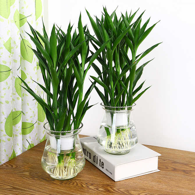 开运竹富贵竹水培 新人首单优惠推荐 21年4月 淘宝海外