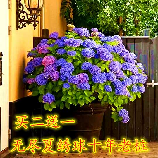 大花绣球花苗 新人首单优惠推荐 淘宝海外 大花绣球花苗 新人首单优惠推荐 淘宝海外