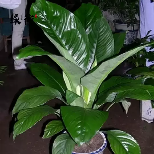 21 万年青植物客厅人气热卖榜推荐 淘宝海外