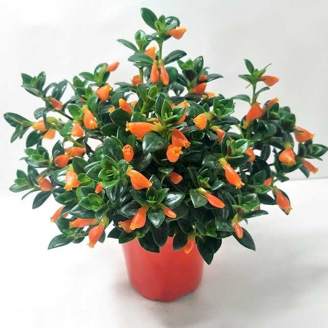 金鱼花 新人首单优惠推荐 21年3月 淘宝海外