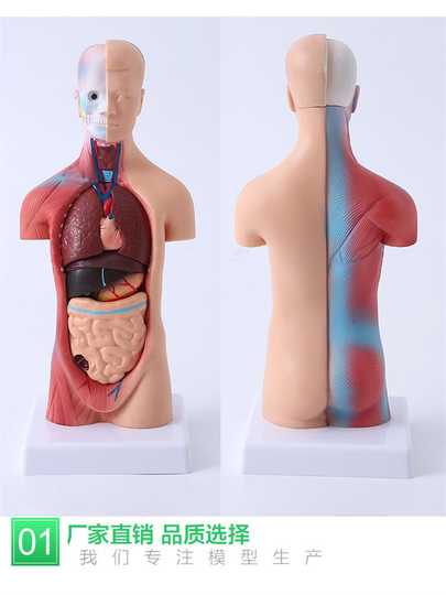 橡胶人体模型价格 橡胶人体模型哪里买 橡胶人体模型推荐 功效 淘宝海外