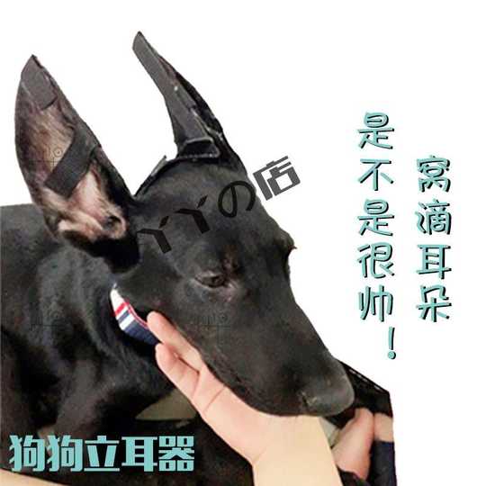 柯基耳朵矫正价钱 柯基耳朵矫正diy 柯基耳朵矫正香港 制作 淘宝海外