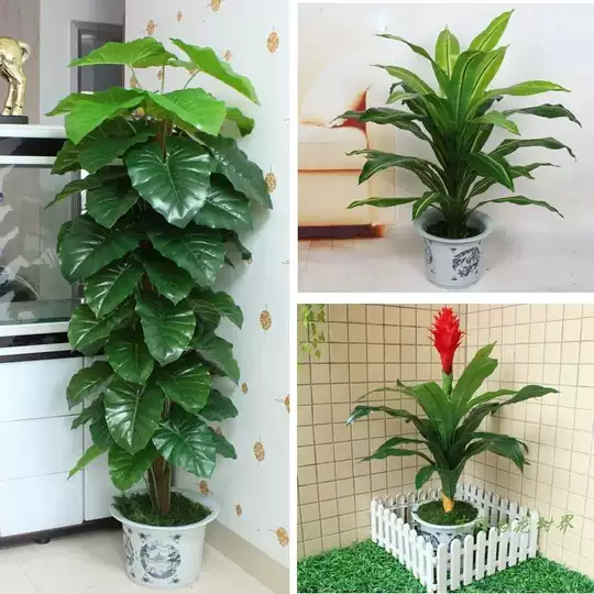 21 万年青植物客厅人气热卖榜推荐 淘宝海外