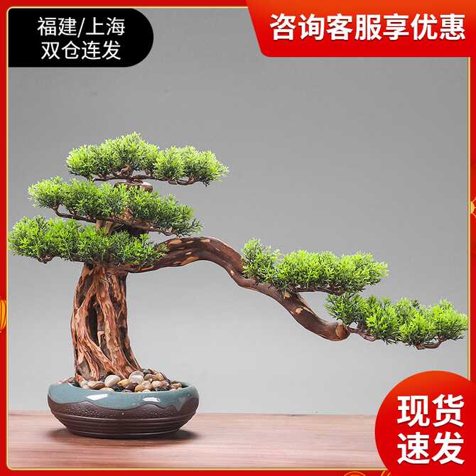 小迎客松盆栽 新人首单优惠推荐 21年3月 淘宝海外 小迎客松盆栽 新人首单优惠推荐 21年3月 淘宝海外
