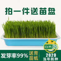 21 猫草栽培人气热卖榜推荐 淘宝海外