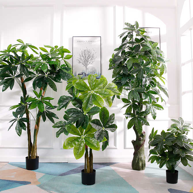 盆栽室内花卉发财树 新人首单优惠推荐 21年4月 淘宝海外