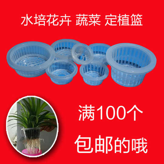 21 水栽培植物人气热卖榜推荐 淘宝海外