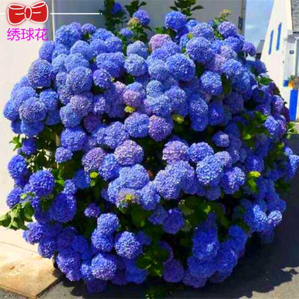 无尽夏花苗 新人首单优惠推荐 21年3月 淘宝海外