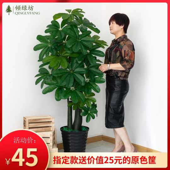 盆栽室内花卉发财树 新人首单优惠推荐 21年3月 淘宝海外 盆栽室内花卉发财树 新人首单优惠推荐 21年3月 淘宝海外