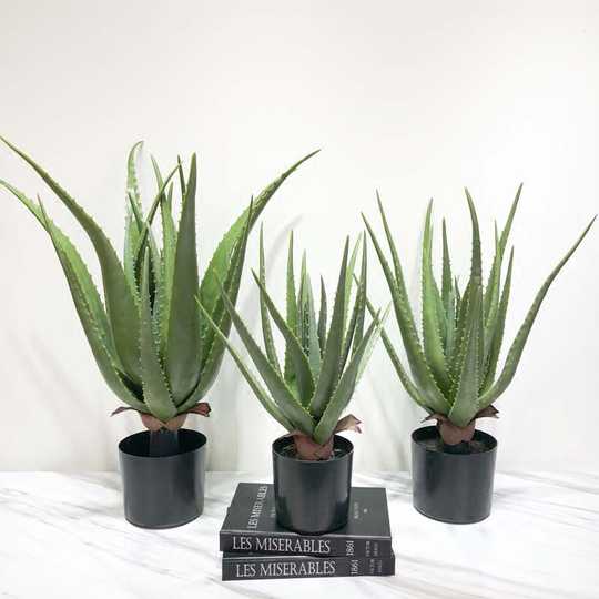 21 大型多肉植物人氣熱賣榜推薦 淘寶海外