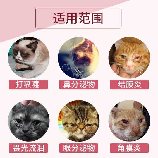 21 折耳猫保健品人气热卖榜推荐 淘宝海外