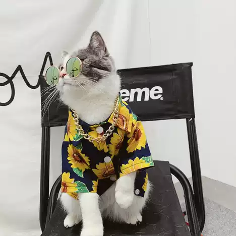 英短蓝白猫 新人首单优惠推荐 21年6月 淘宝海外