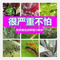蜘蛛喷雾种类 蜘蛛喷雾价格 蜘蛛喷雾使用方法 哪里买 淘宝海外