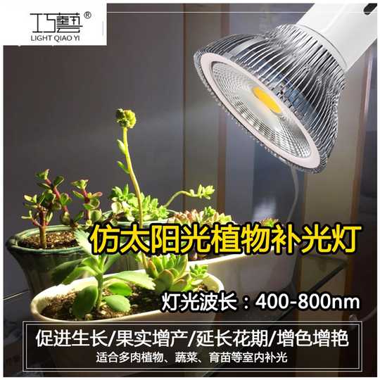 多肉植物灯泡花 新人首单优惠推荐 21年3月 淘宝海外