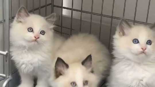 海双布偶猫 新人首单优惠推荐 21年4月 淘宝海外 海双布偶猫 新人首单优惠推荐 21年4月 淘宝海外