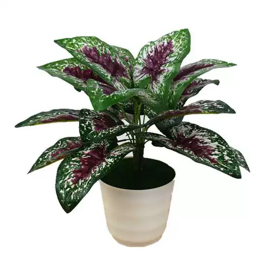 21 万年青植物客厅人气热卖榜推荐 淘宝海外