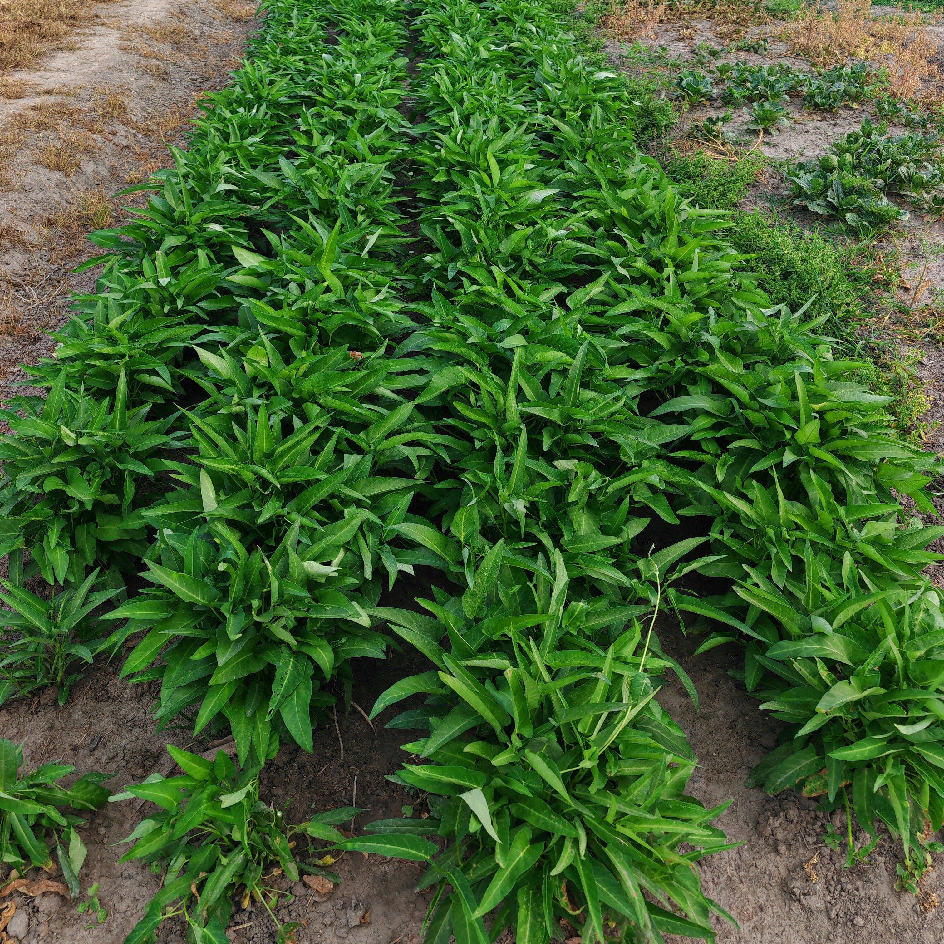 Pesticide-Free Water Spinach Same-Day