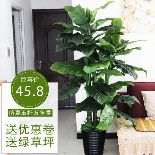 21 万年青植物客厅人气热卖榜推荐 淘宝海外