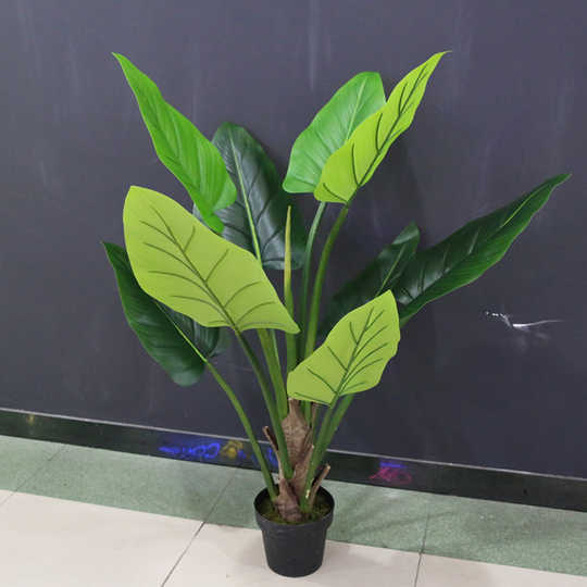 21 万年青植物客厅人气热卖榜推荐 淘宝海外