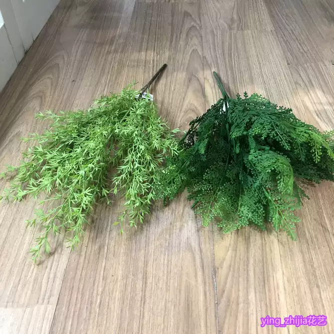 天门冬植物 新人首单优惠推荐 21年4月 淘宝海外