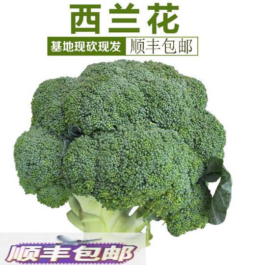 21 花椰菜西兰花人气热卖榜推荐 淘宝海外 21 花椰菜西兰花人气热卖榜推荐 淘宝海外