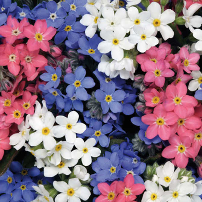 宿根花种子 新人首单优惠推荐 21年3月 淘宝海外