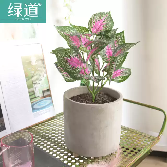 綠紫蘇葉 新人首單優惠推薦 淘寶海外 綠紫蘇葉 新人首單優惠推薦 淘寶海外