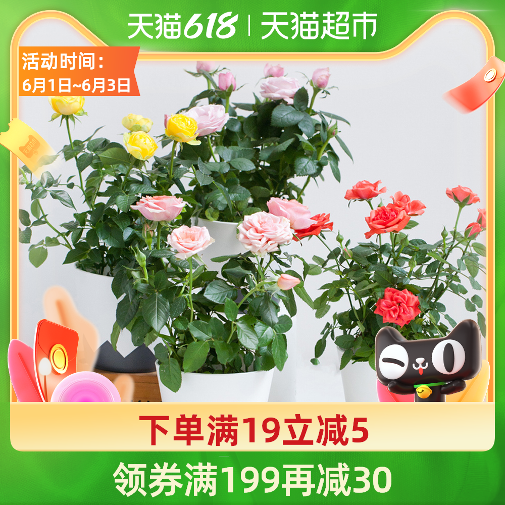玫瑰花苗包邮新品 玫瑰花苗包邮价格 玫瑰花苗包邮包邮 品牌 淘宝海外 玫瑰花苗包邮新品 玫瑰花苗包邮价格 玫瑰花苗包邮包邮 品牌 淘宝海外