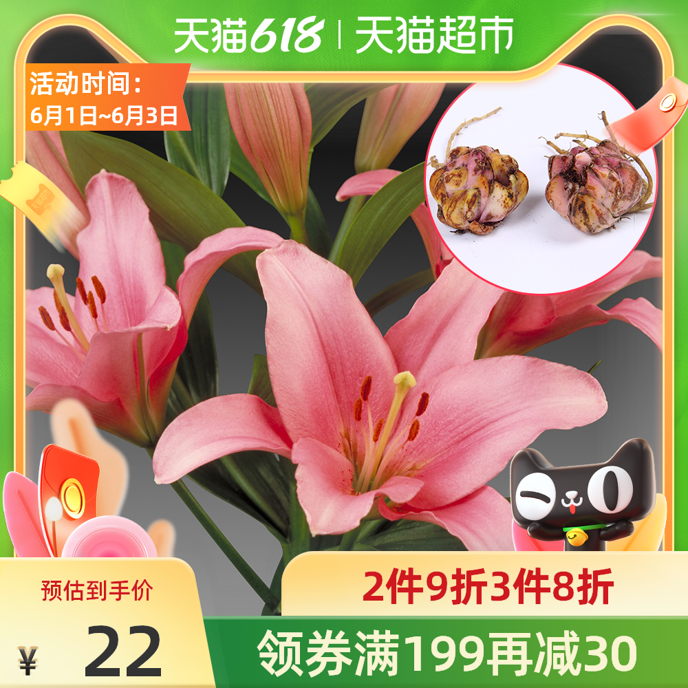 香水百合花种子 新人首单优惠推荐 21年6月 淘宝海外 香水百合花种子 新人首单优惠推荐 21年6月 淘宝海外