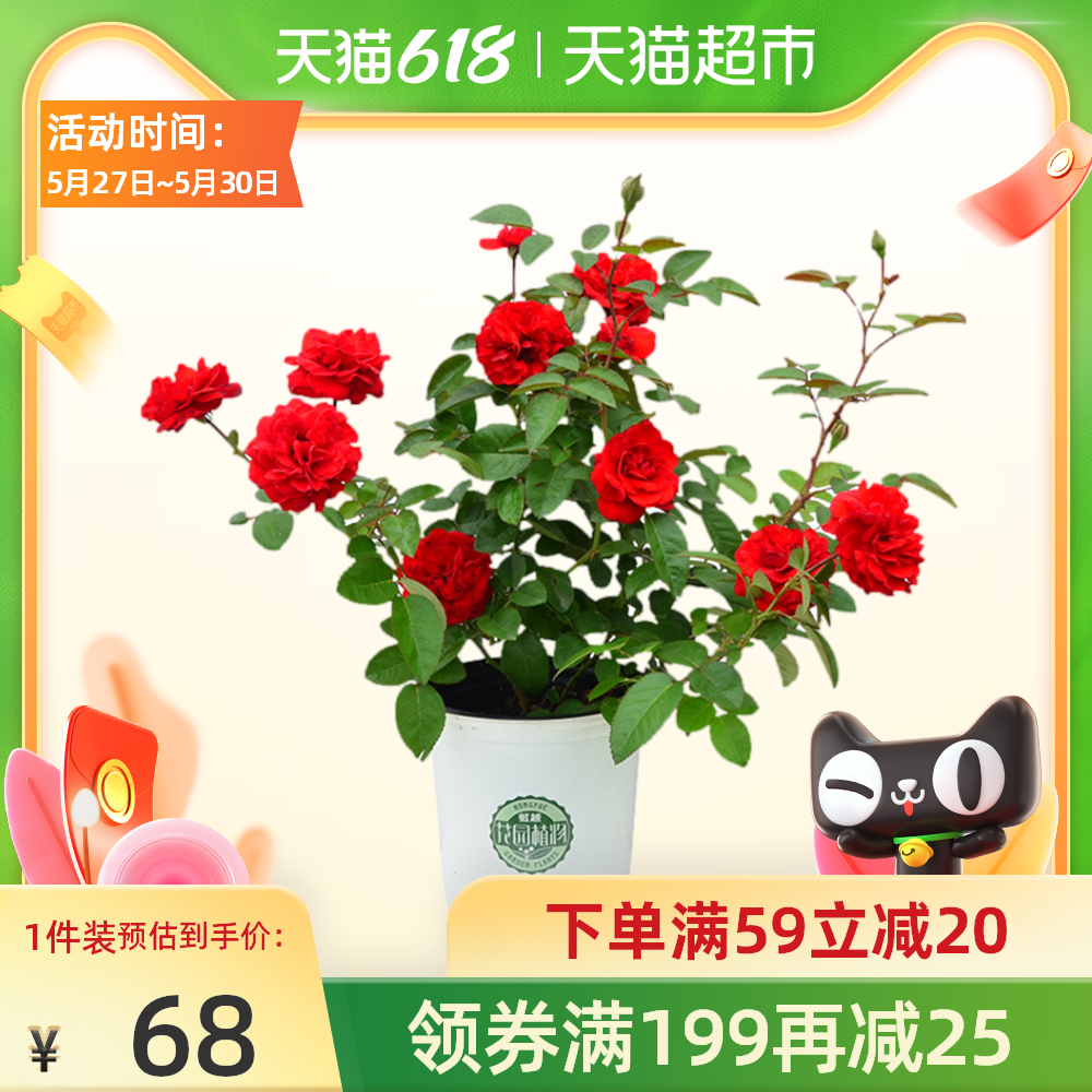 鸡蛋花花苗新品 鸡蛋花花苗价格 鸡蛋花花苗包邮 品牌 淘宝海外 鸡蛋花花苗新品 鸡蛋花花苗价格 鸡蛋花花苗包邮 品牌 淘宝海外