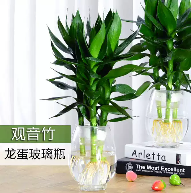 开运竹富贵竹水培 新人首单优惠推荐 21年4月 淘宝海外