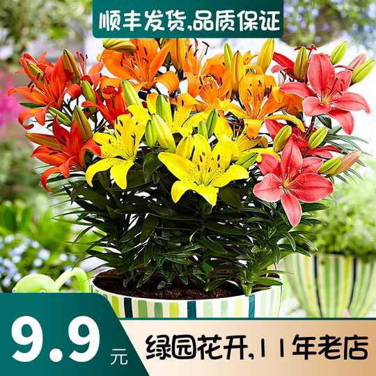 21 百合种子盆栽人气热卖榜推荐 淘宝海外 21 百合种子盆栽人气热卖榜推荐 淘宝海外